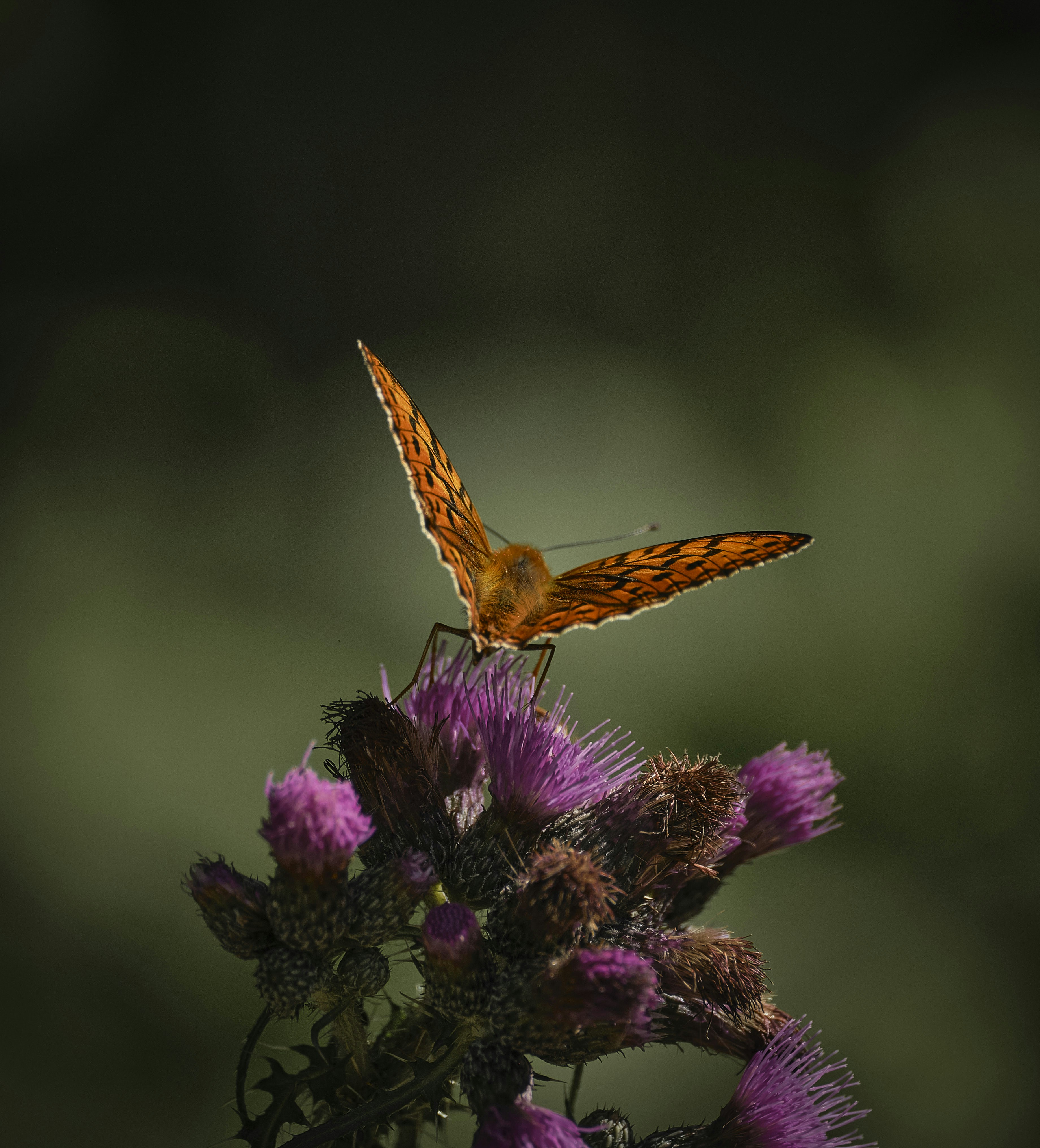 a butterfly sitting on top of a purple flower