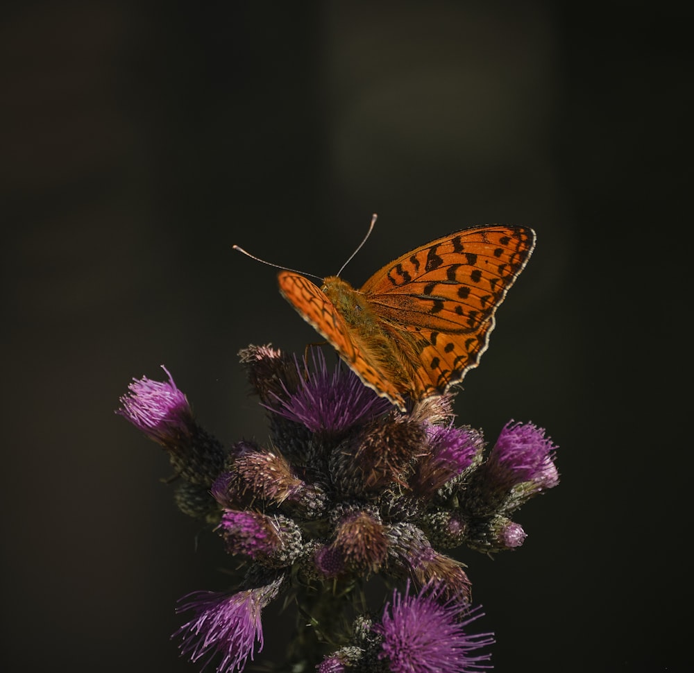 a butterfly sitting on top of a purple flower