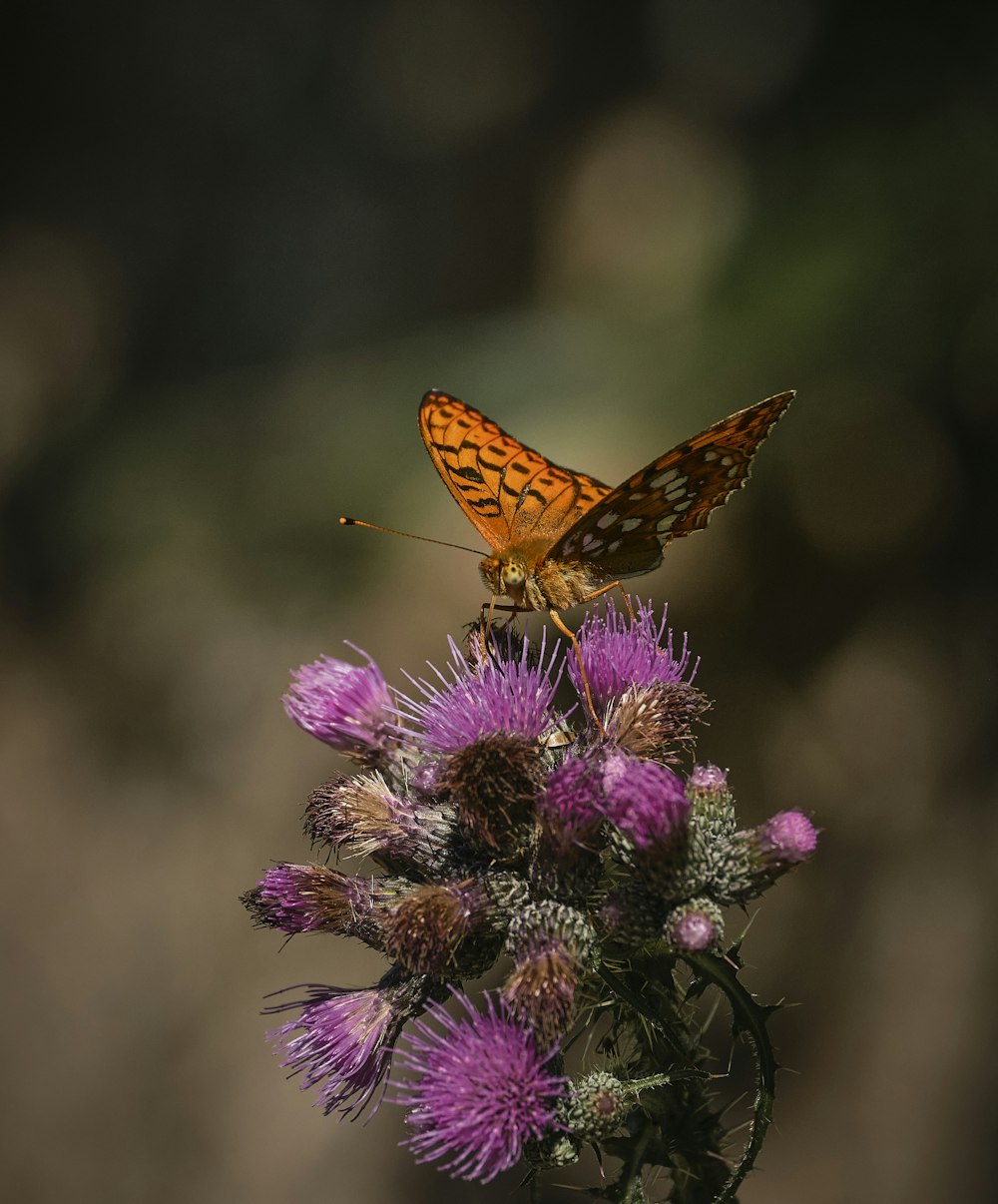 a butterfly sitting on top of a purple flower