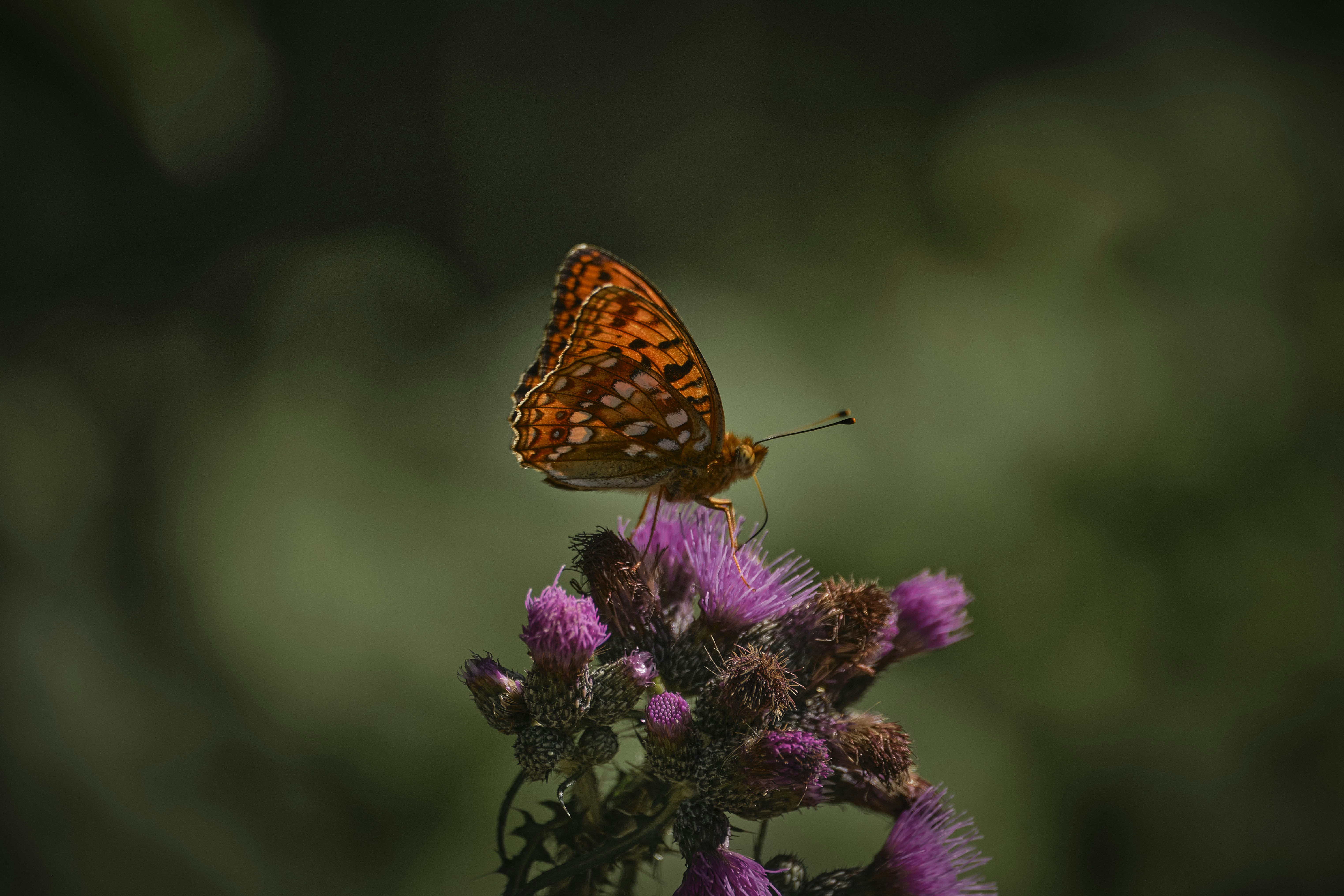 Photo by rolf_schmidbauer