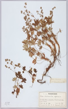 A botanical specimen of dried Alchemilla alpina, characterized by its intricate branching stems and small, clustered flowers. The leaves are hand-sized and have a lobed structure, displayed on a pale background. There is an informational label detailing the species, collection location, and date.