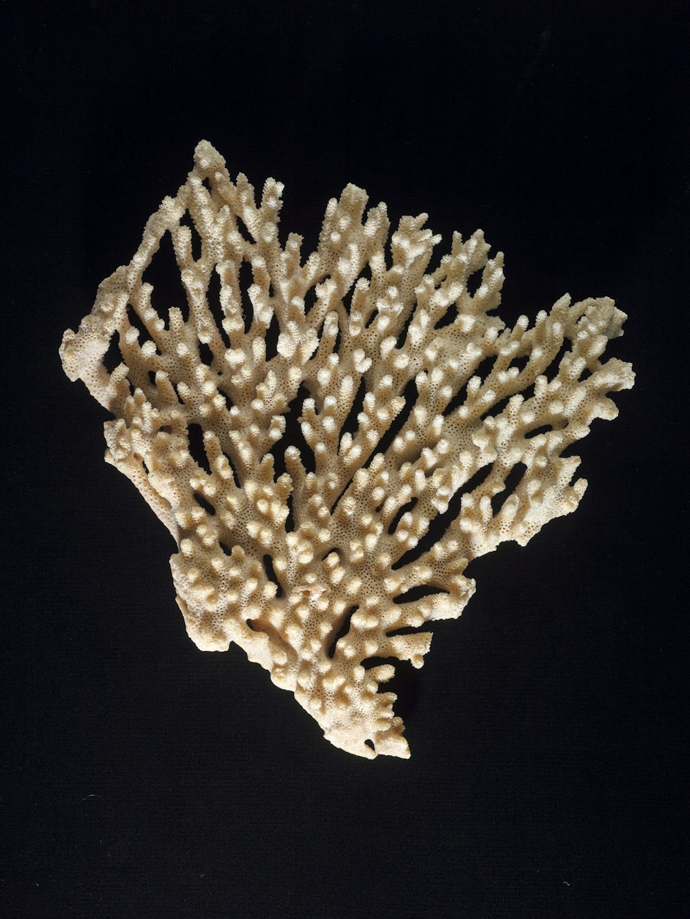 a close up of a coral on a black background