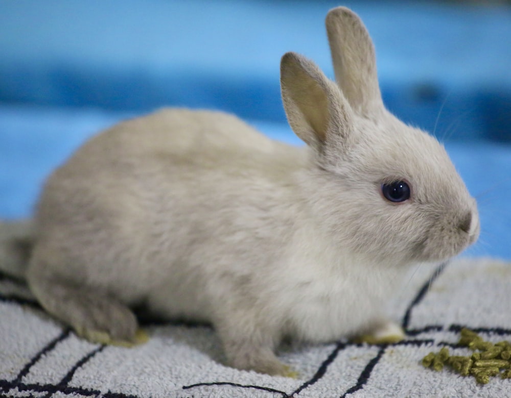 Ein kleines weißes Kaninchen sitzt auf einem Teppich