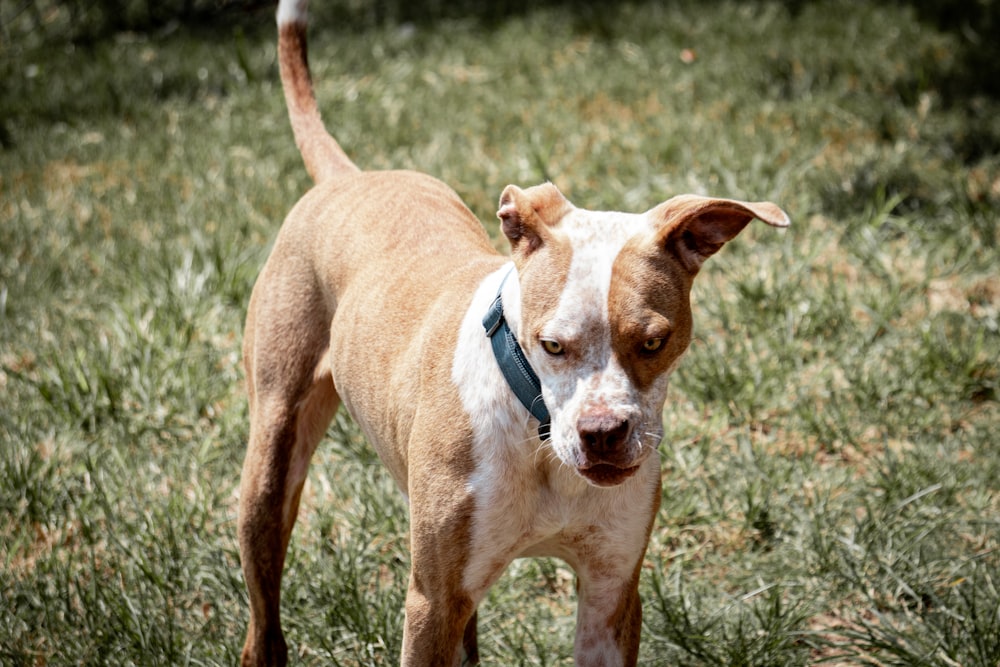 a brown and white dog standing on top of a lush green field