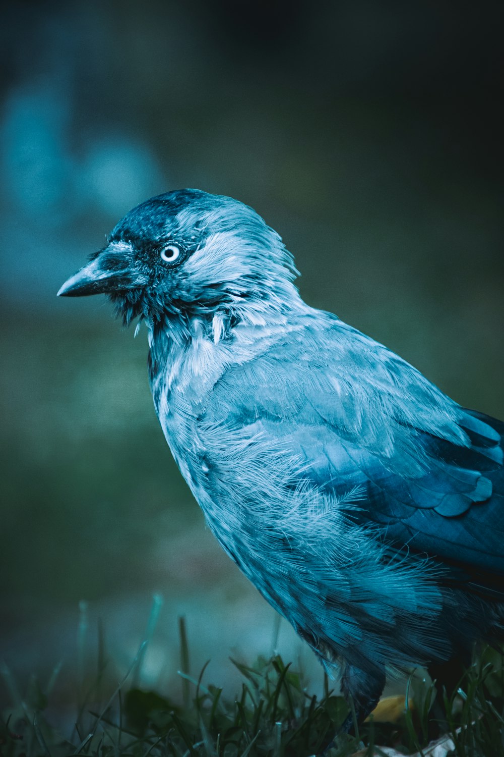 a blue bird standing on top of a lush green field