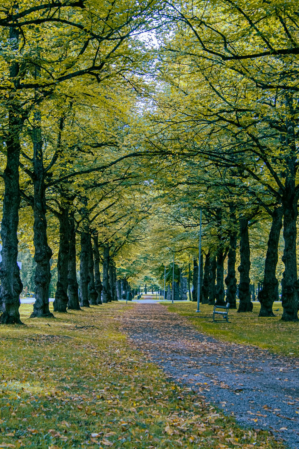 un chemin dans un parc bordé d’arbres