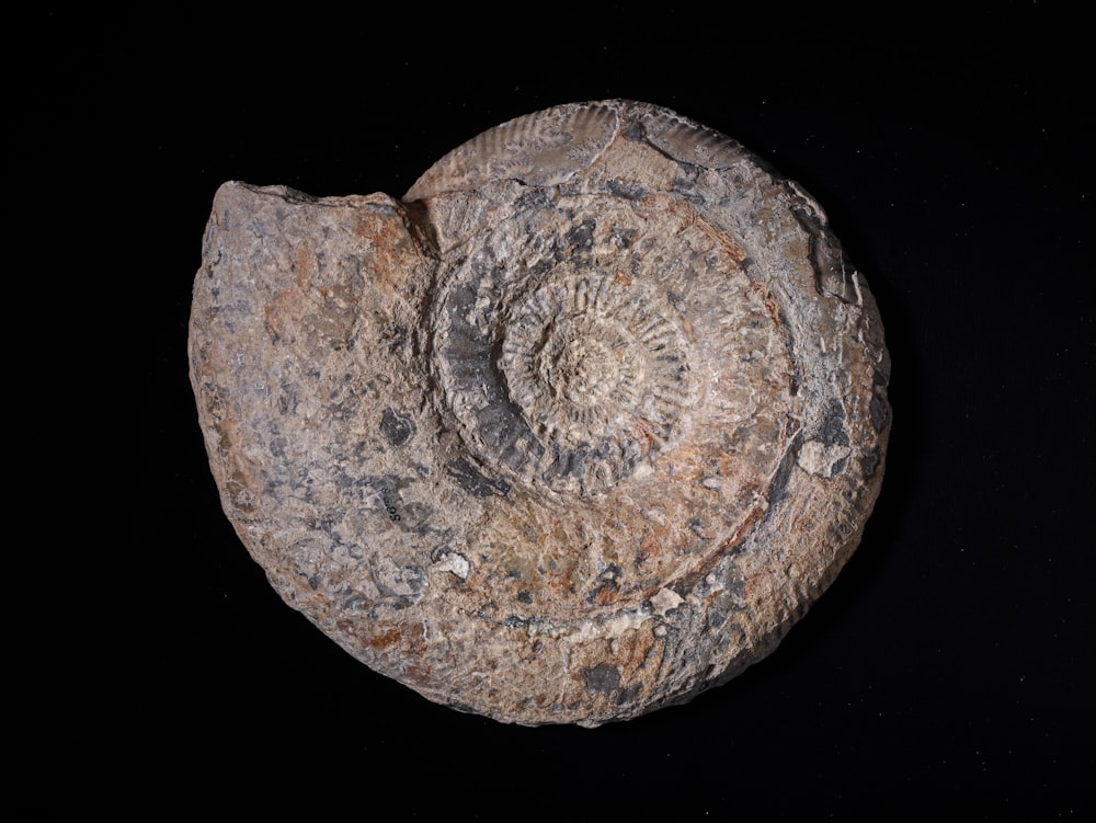 a rock with a spiral design on it