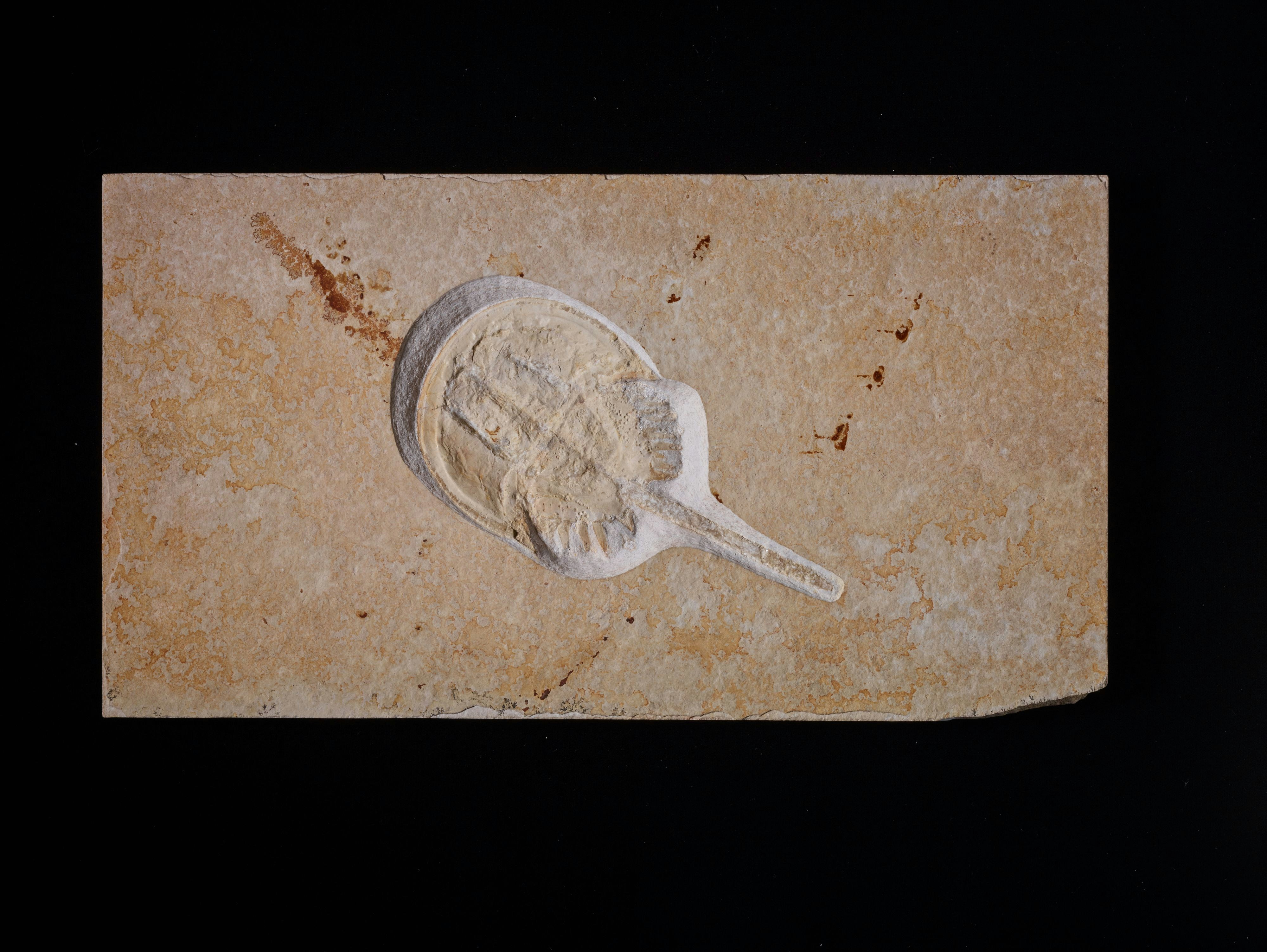 Determination of Genotype of Dengue Virus Serotype 1 by Using Primer Design Image