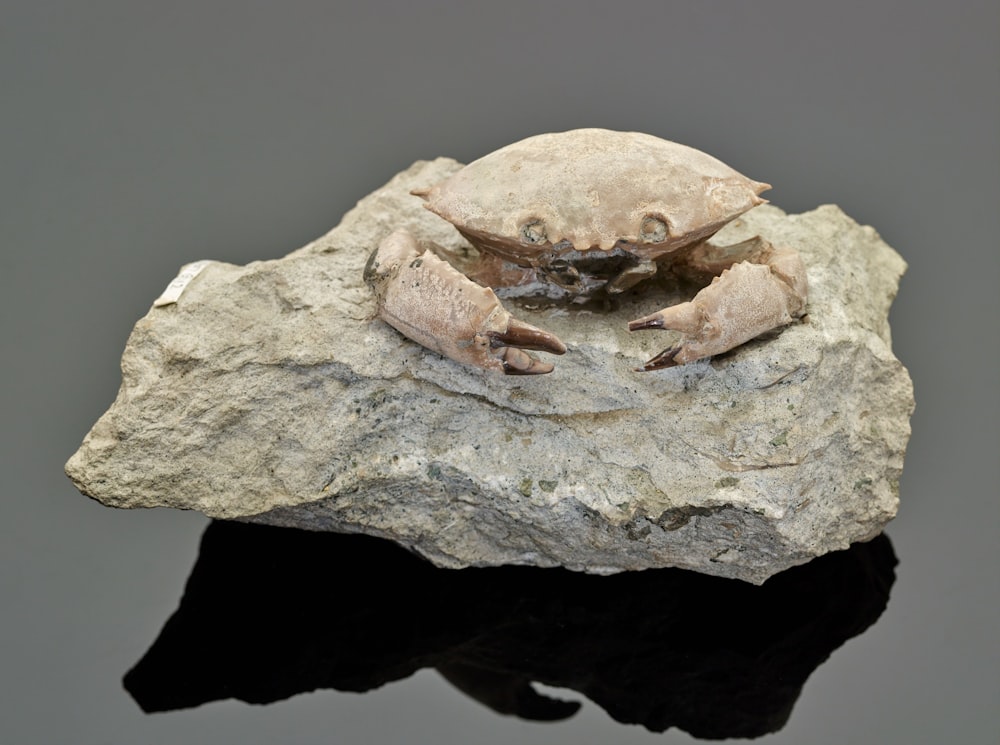 a crab sitting on top of a rock next to a body of water