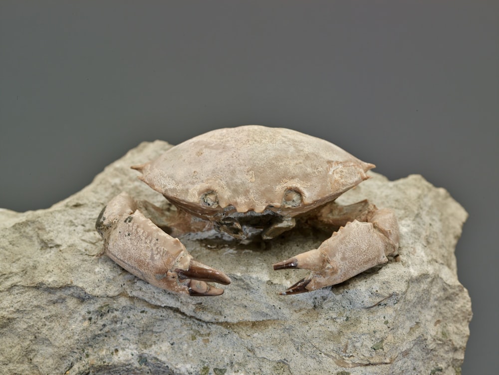 a crab sitting on top of a rock