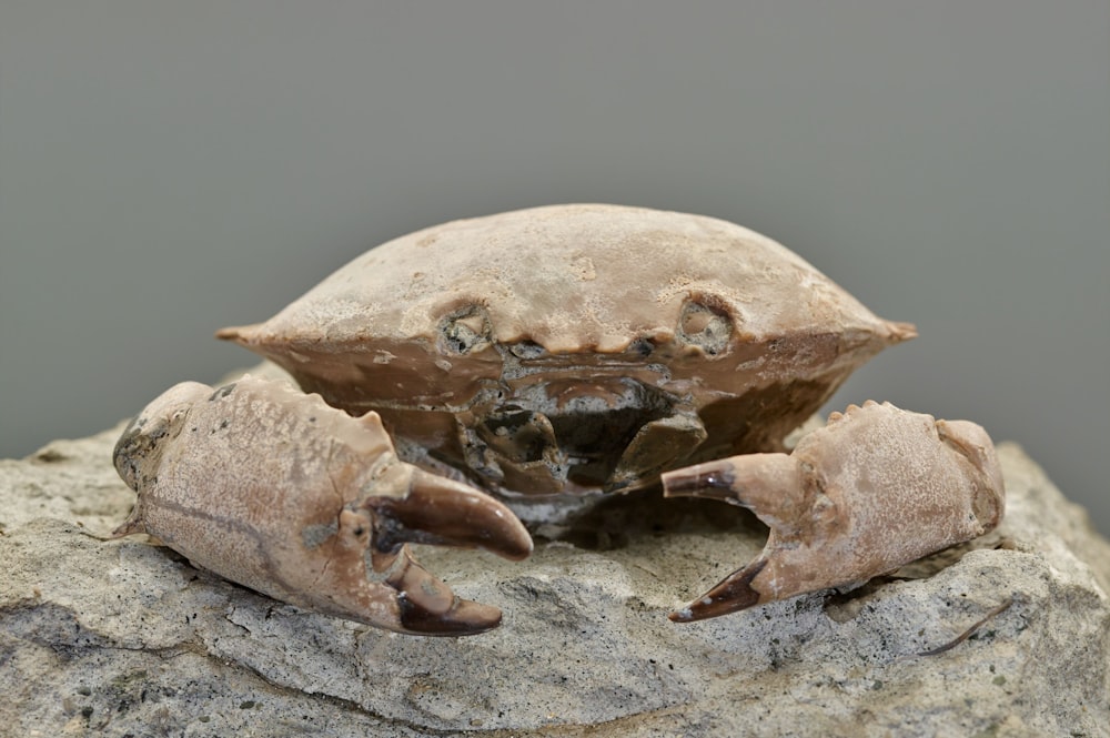 a close up of a crab on a rock