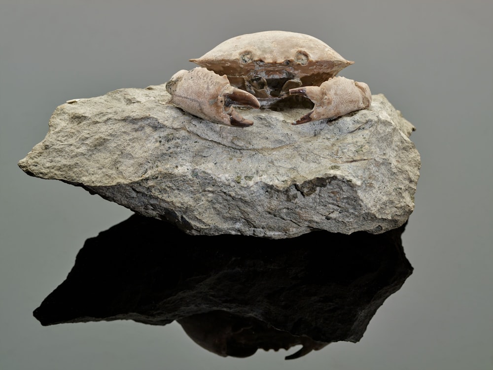 a frog sitting on top of a rock next to a body of water