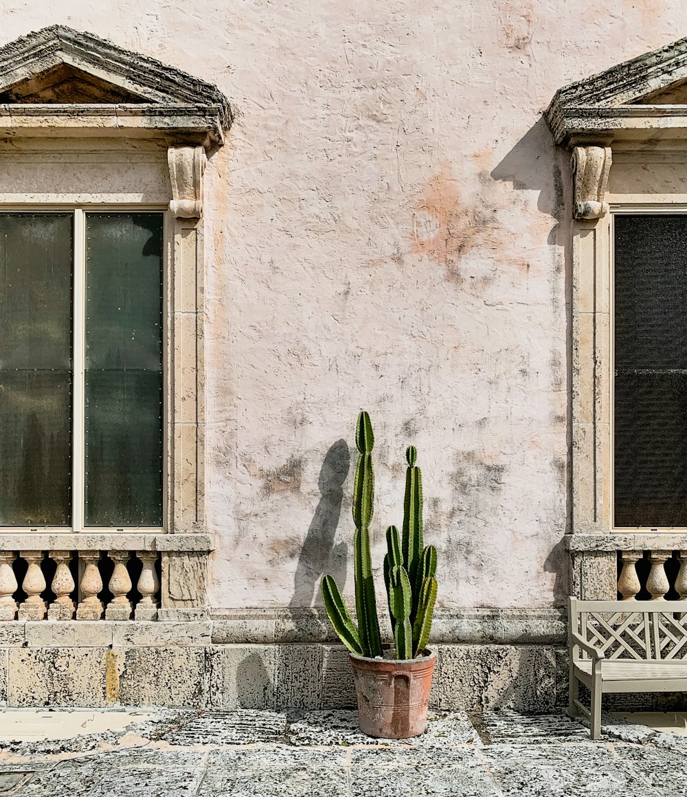 a cactus in a pot next to two windows