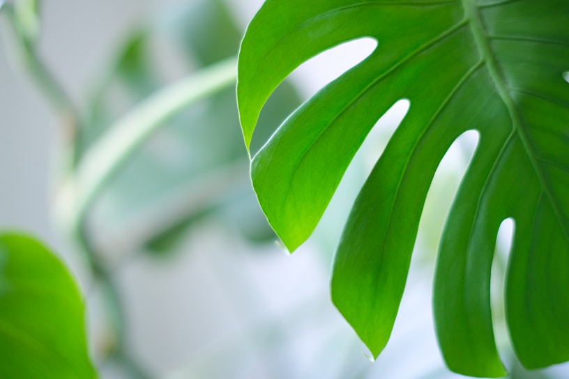 a close up of a large green leaf