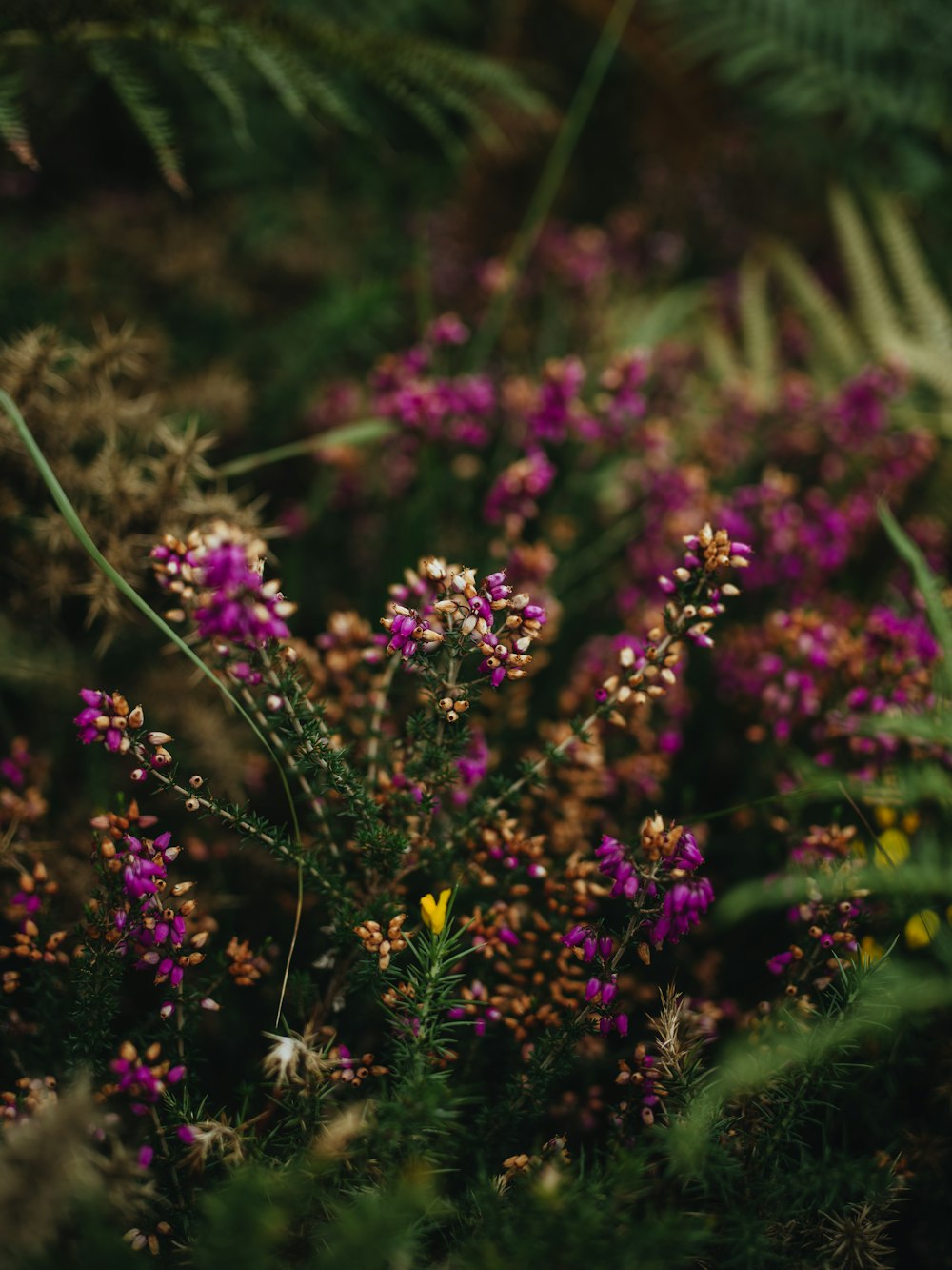 a bunch of flowers that are in the grass