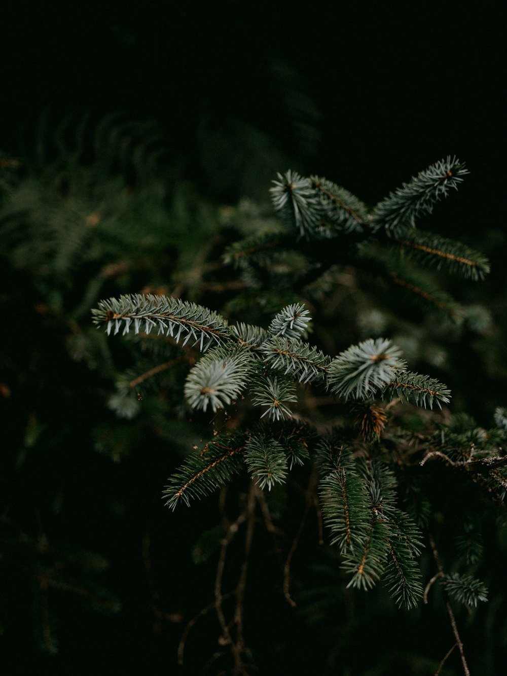 a close up of a pine tree branch