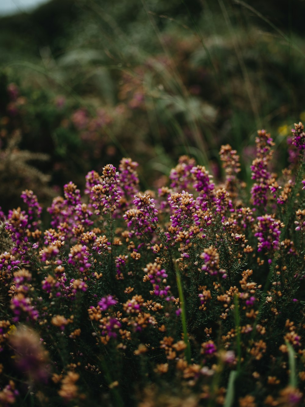 a bunch of flowers that are in the grass