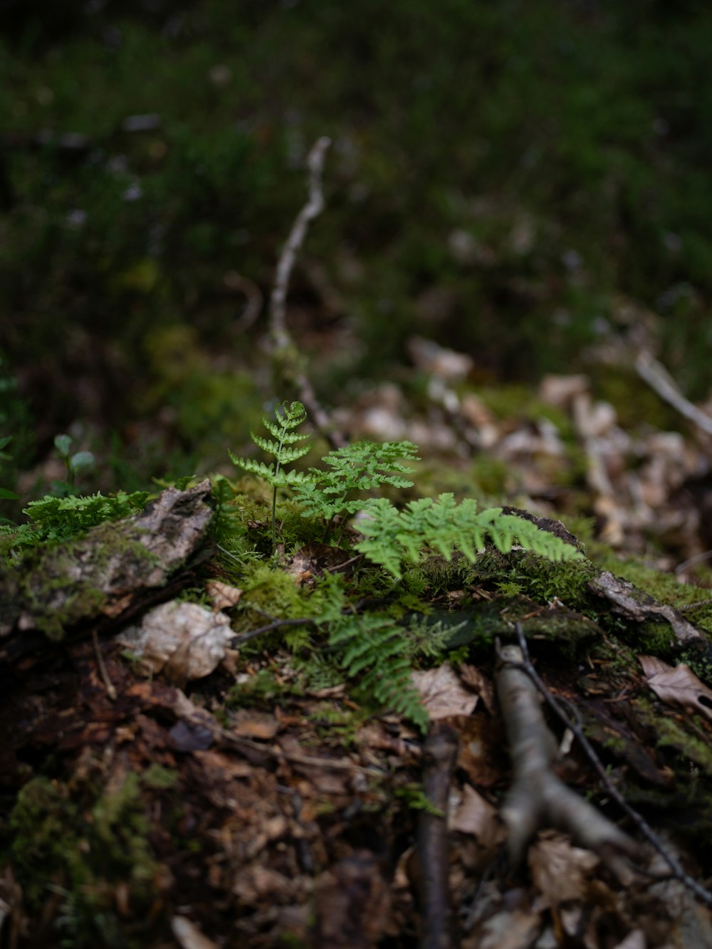 a small green plant is growing on the ground