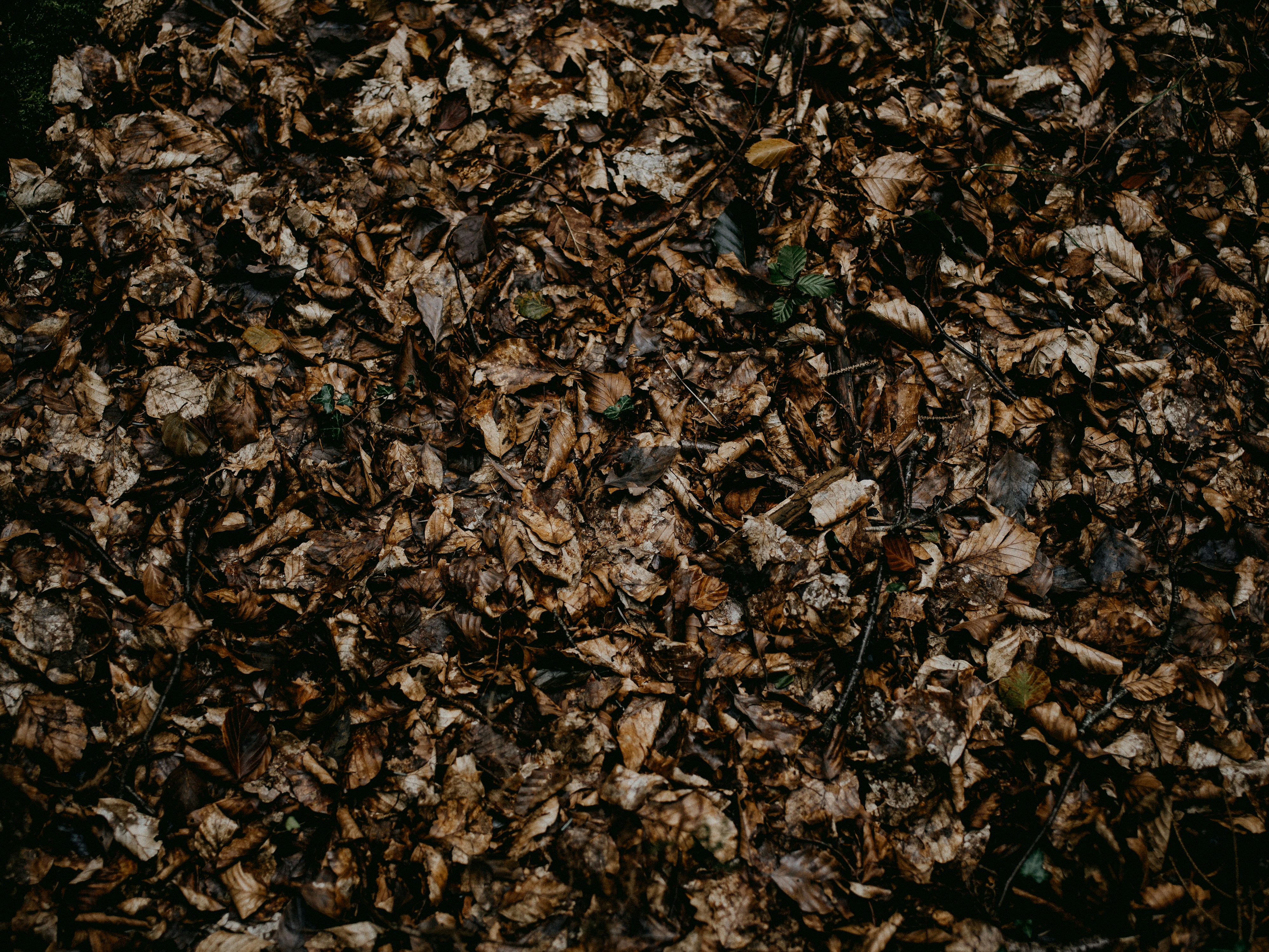 Photo by anniespratt