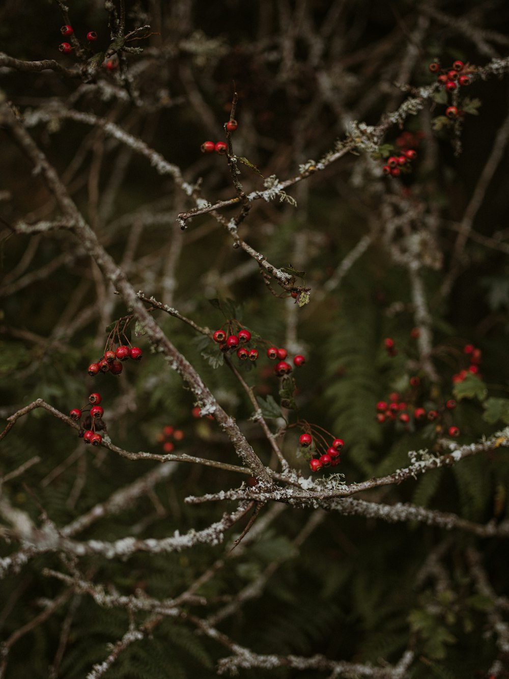 a small branch with red berries on it