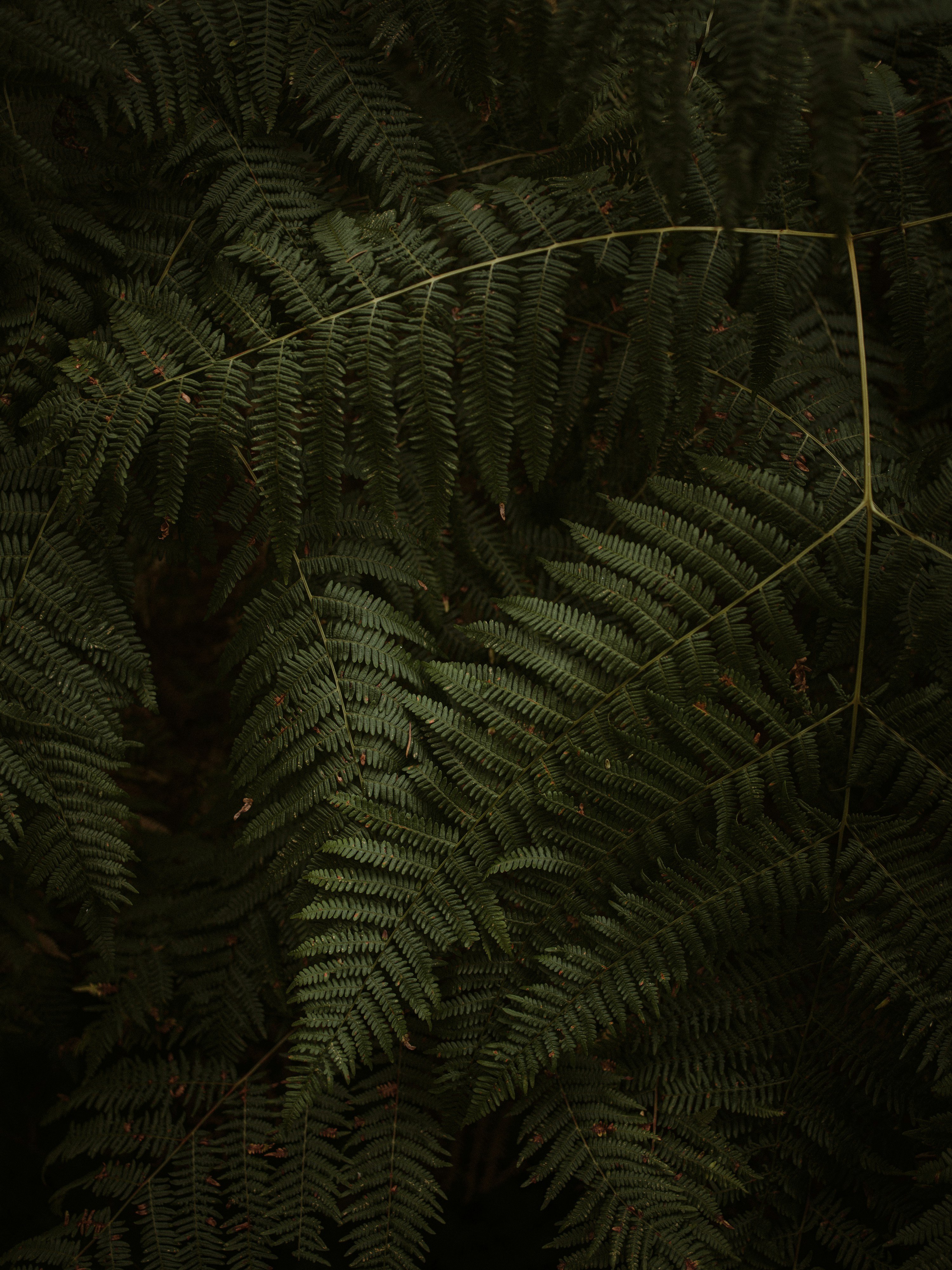 Photo by anniespratt