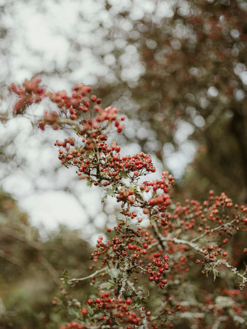 a close up of a tree with red flowers