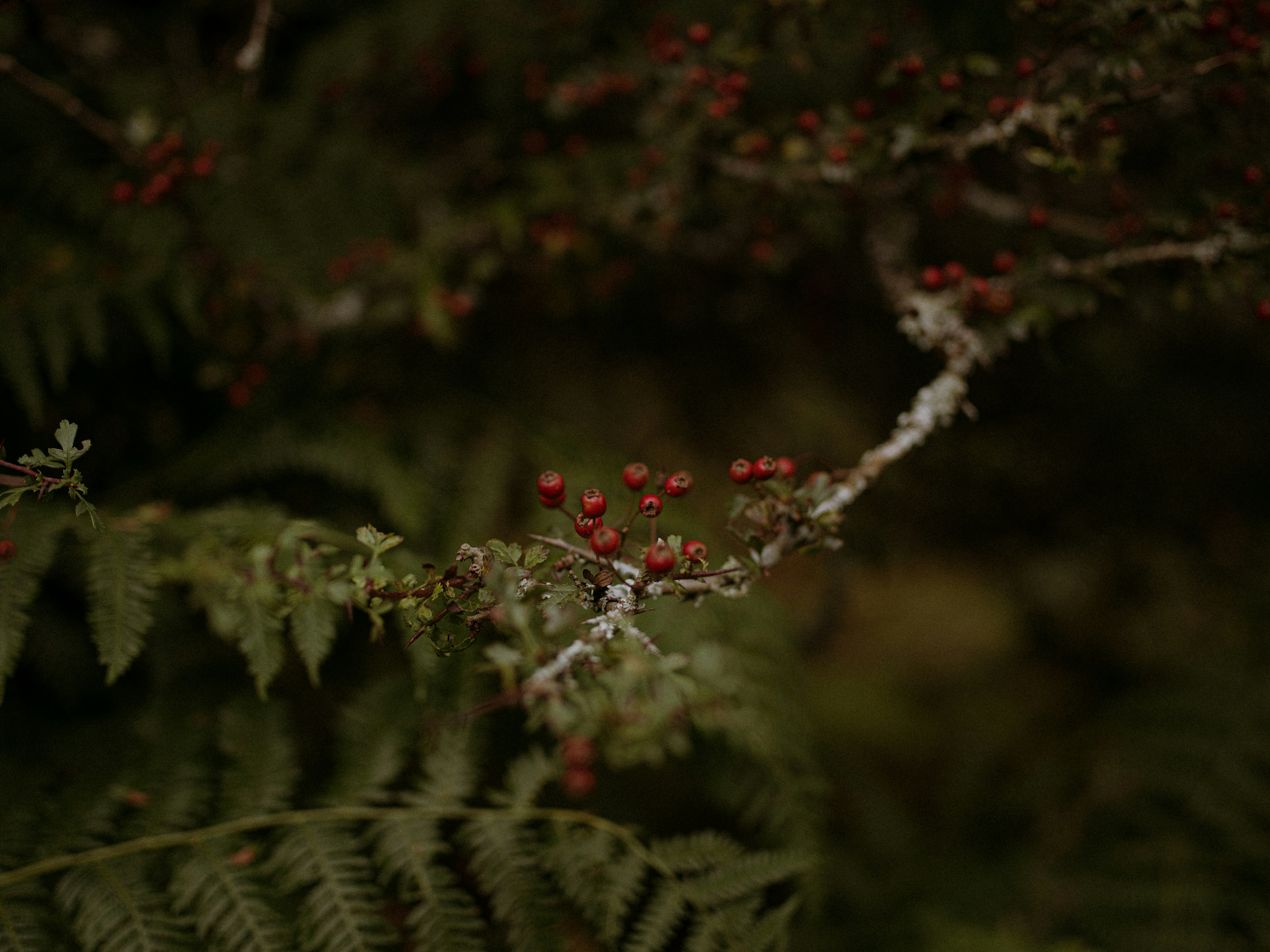 a close up of a tree with berries on it
