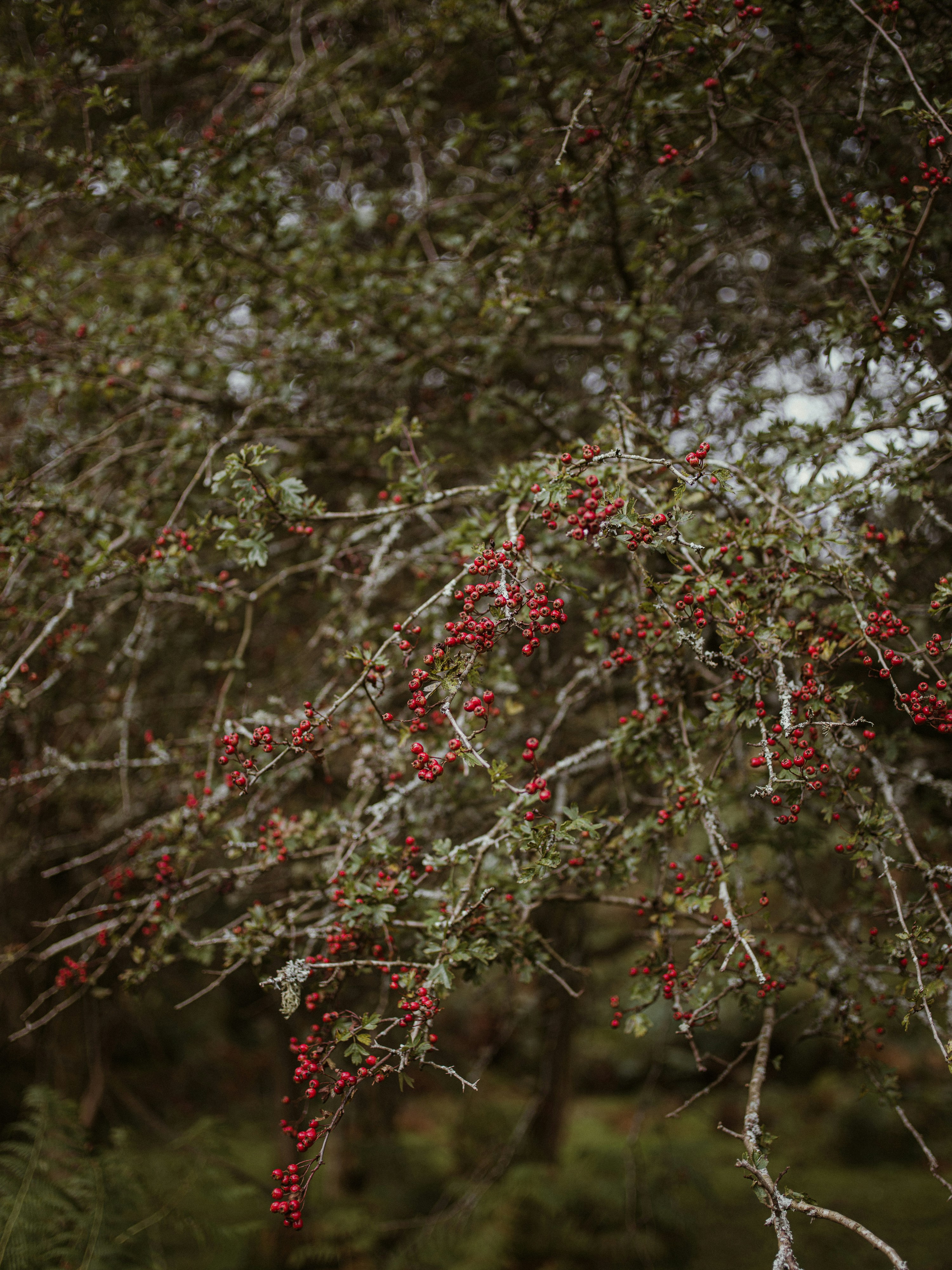 Photo by anniespratt