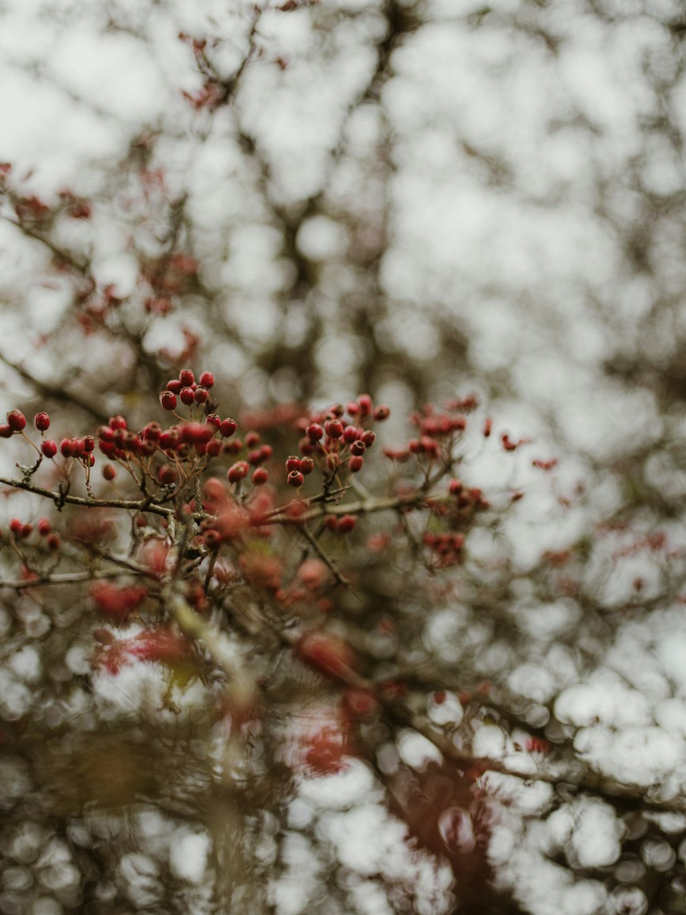 a close up of a tree with red berries