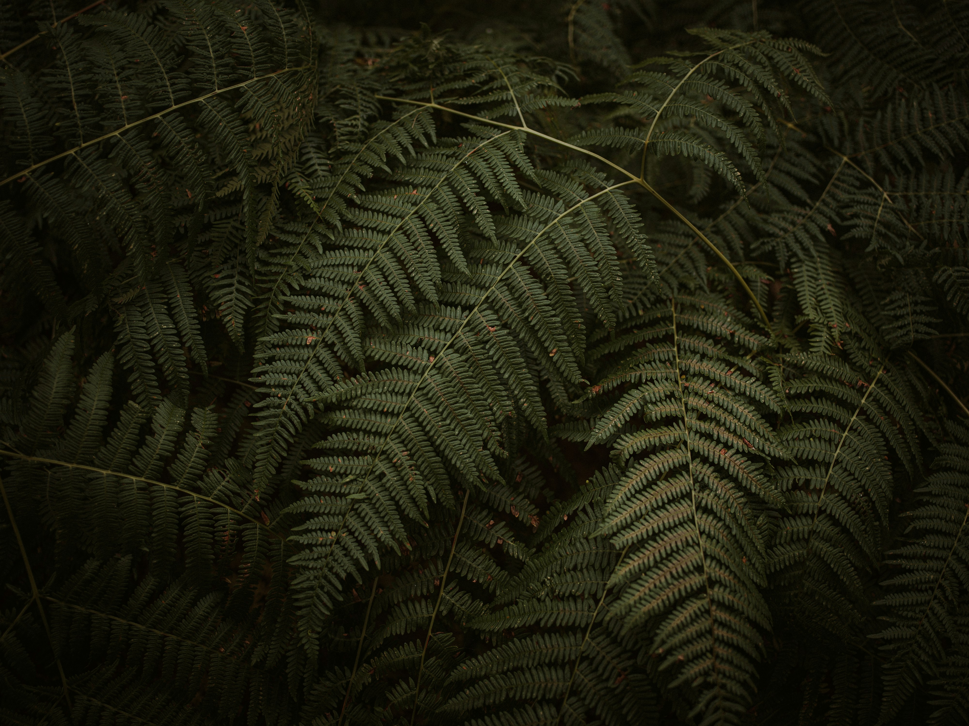 Photo by anniespratt