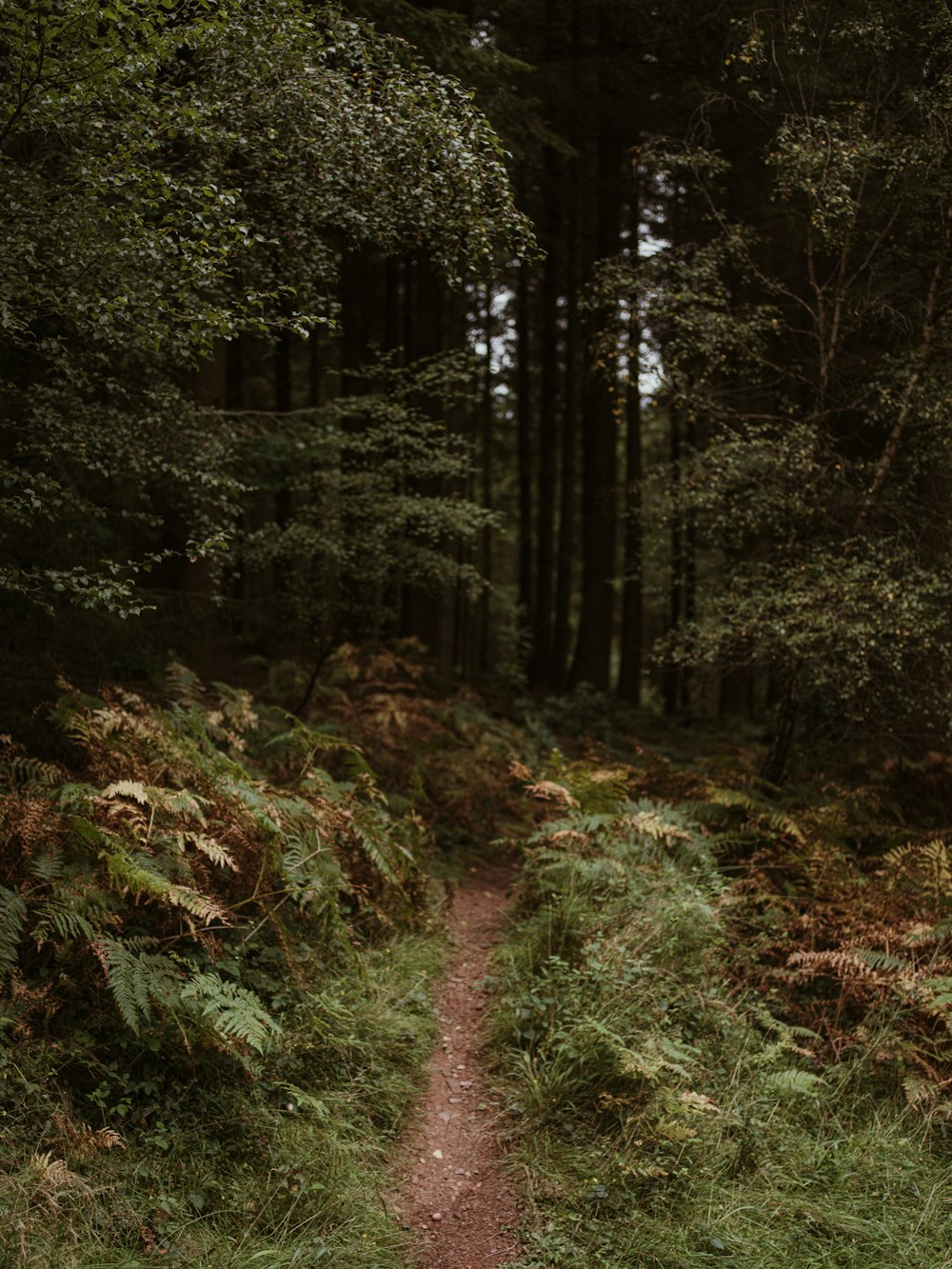 a path in the middle of a forest