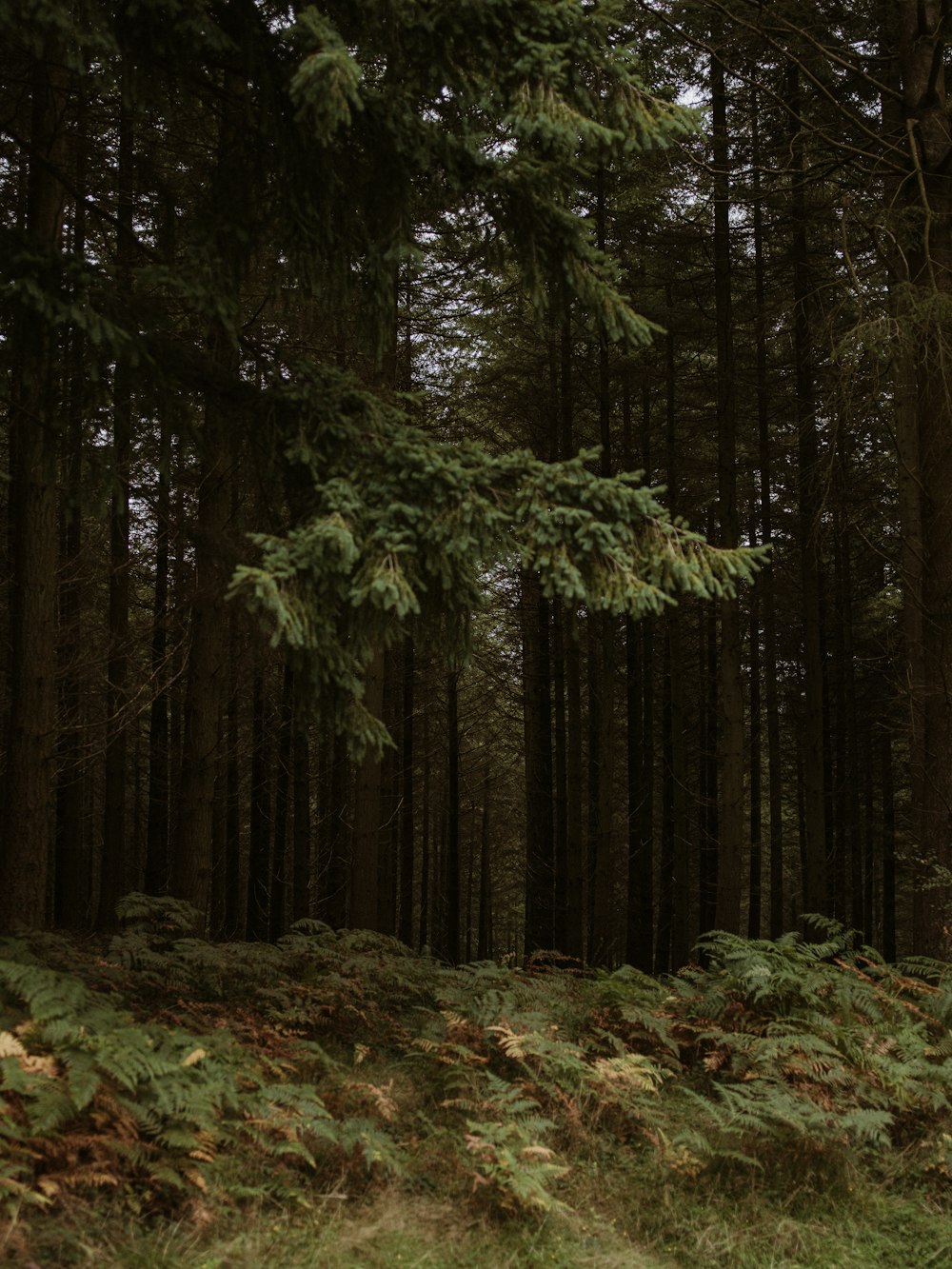 a forest filled with lots of tall trees