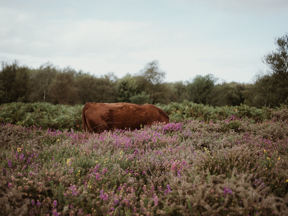 a brown cow standing in a field of purple flowers