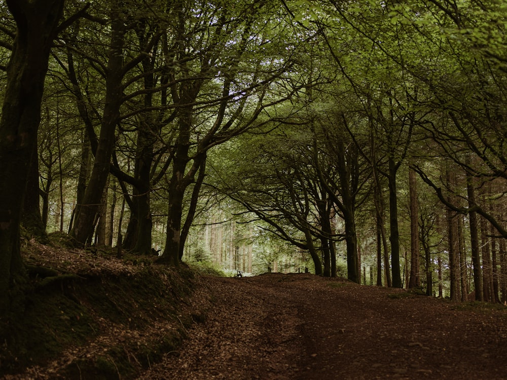 a dirt road in the middle of a forest