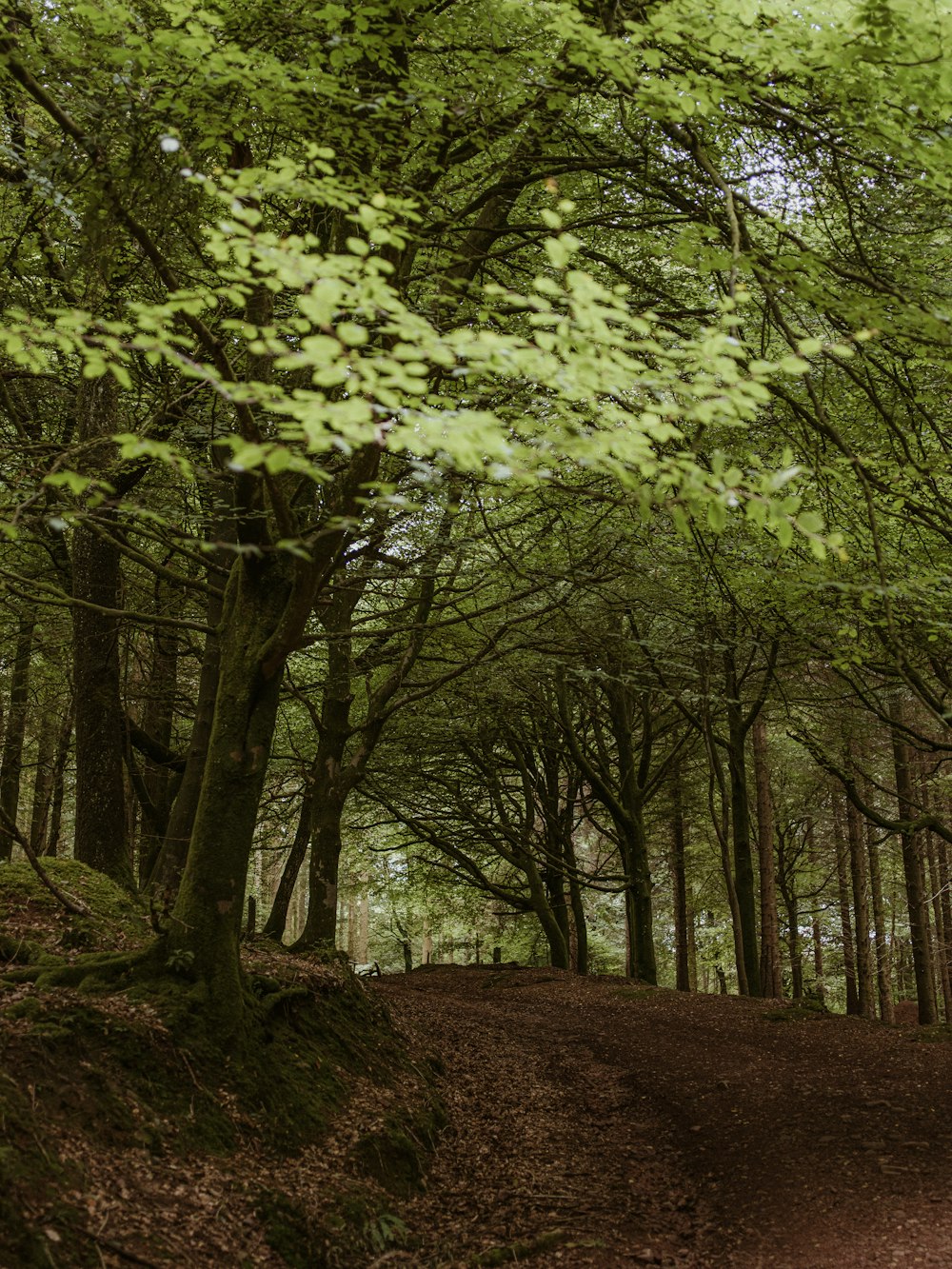 a dirt path in the middle of a forest