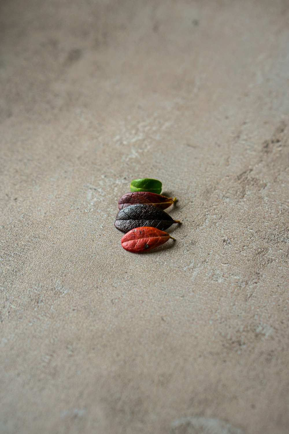 a group of leaves sitting on top of a sandy beach