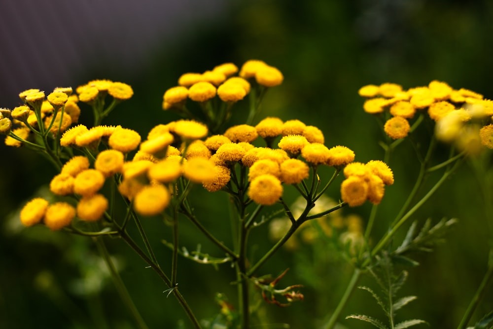 a bunch of yellow flowers in a field