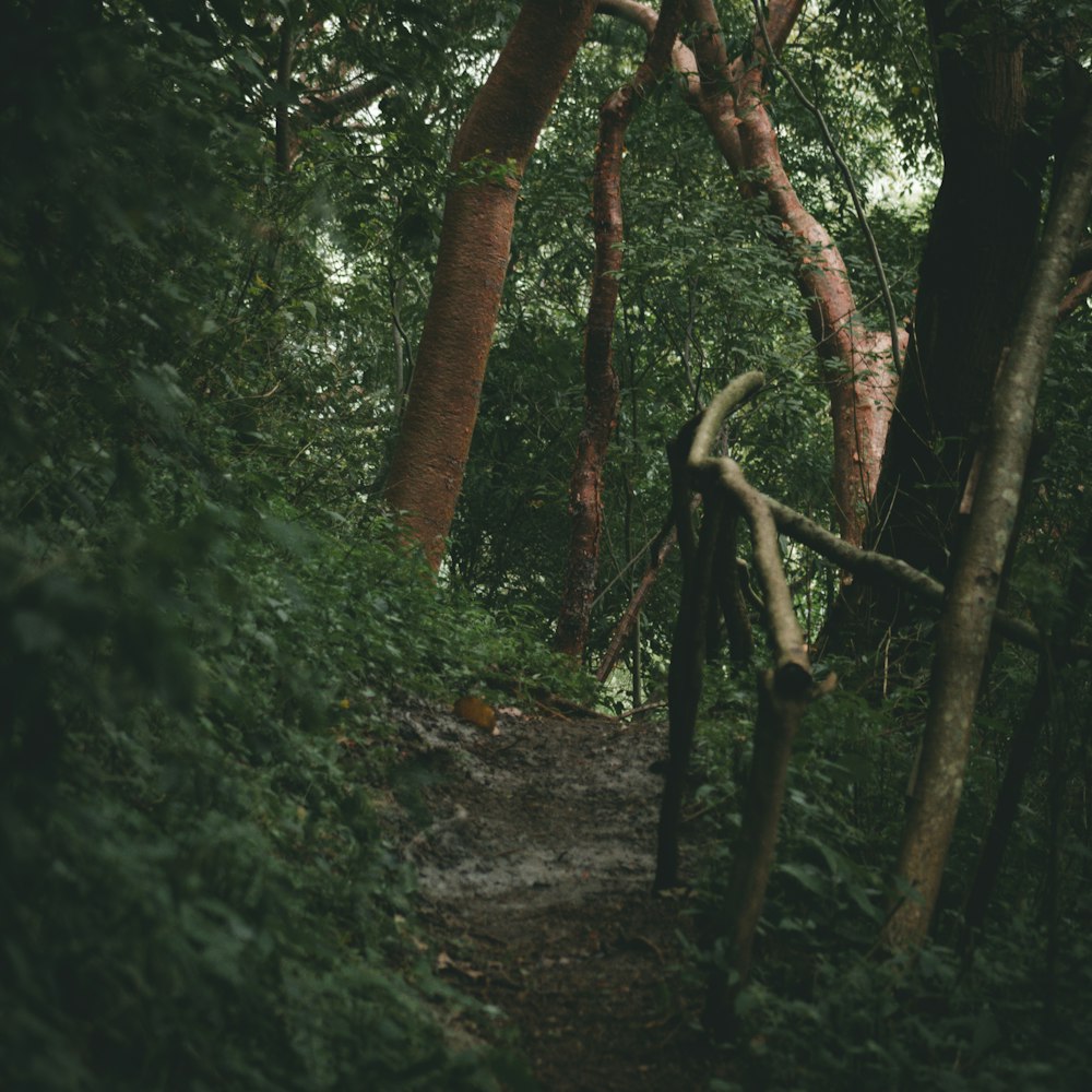 a path through a forest with lots of trees