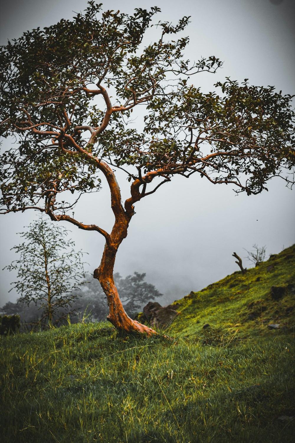 a tree that is standing in the grass