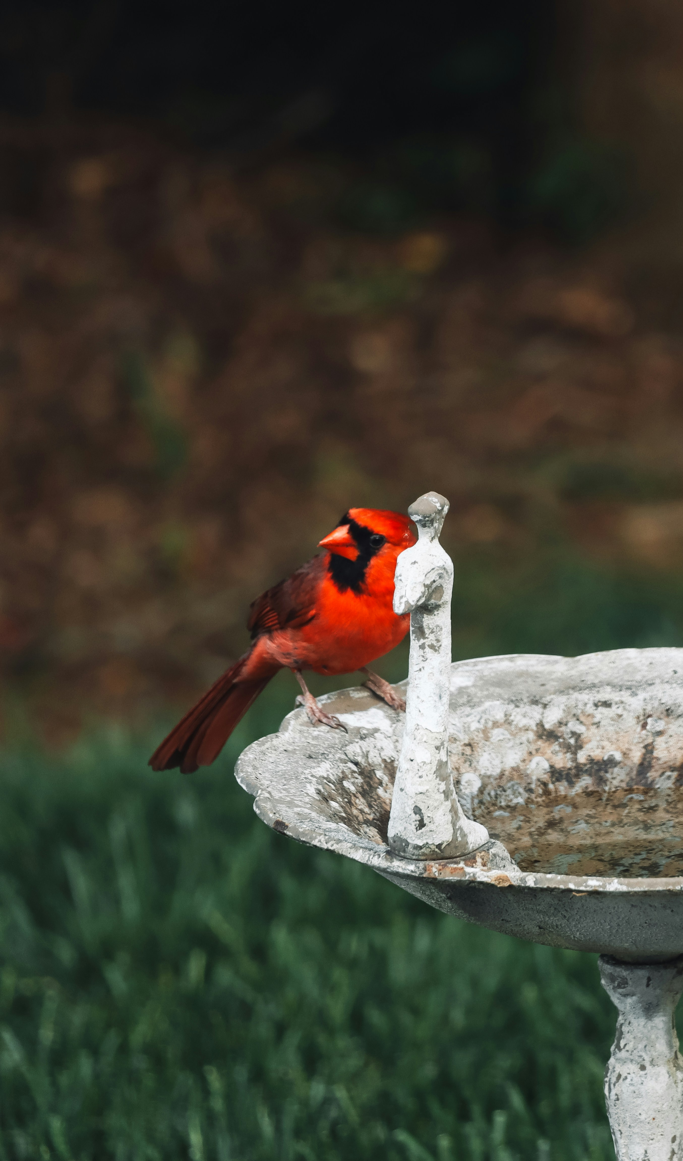 Cardinal