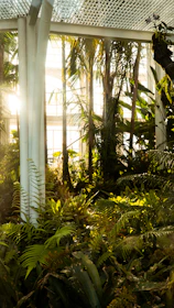 Lush green plants thriving in a sunlit Latin American greenhouse.