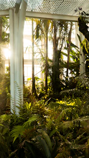 Lush green plants thriving in a sunlit Latin American greenhouse.