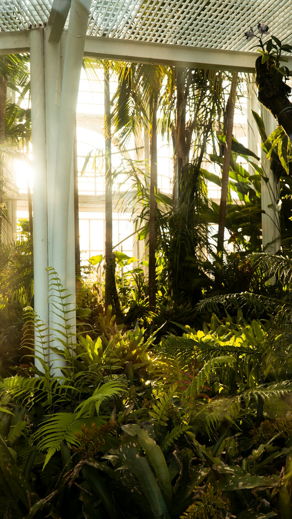 the sun shines through the window of a greenhouse