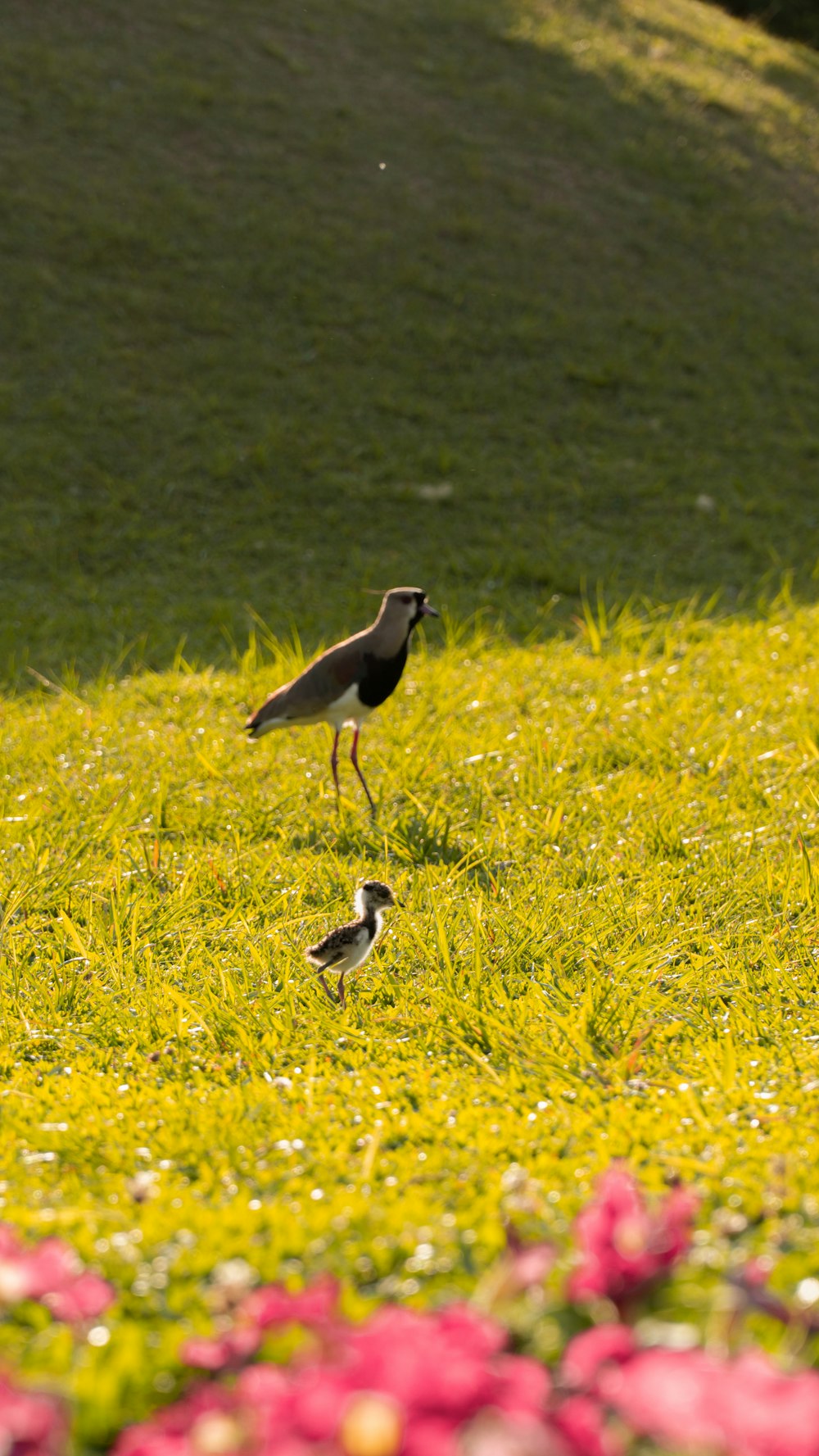 a couple of birds standing on top of a lush green field