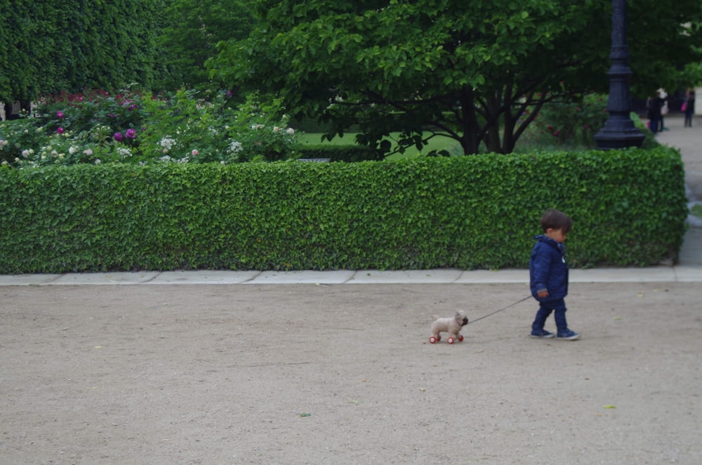 a little boy walking a small dog on a leash