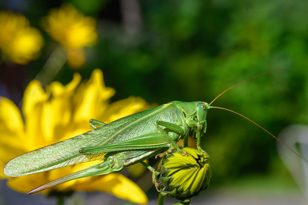 a close up of a grasshopper on a flower