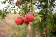 a bunch of pomegranates hanging from a tree