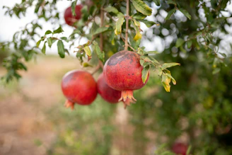 a bunch of pomegranates hanging from a tree