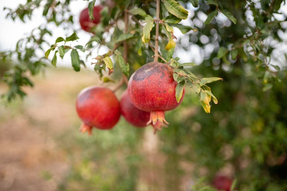 Pomegranate Tree Pictures | Download Free Images on Unsplash