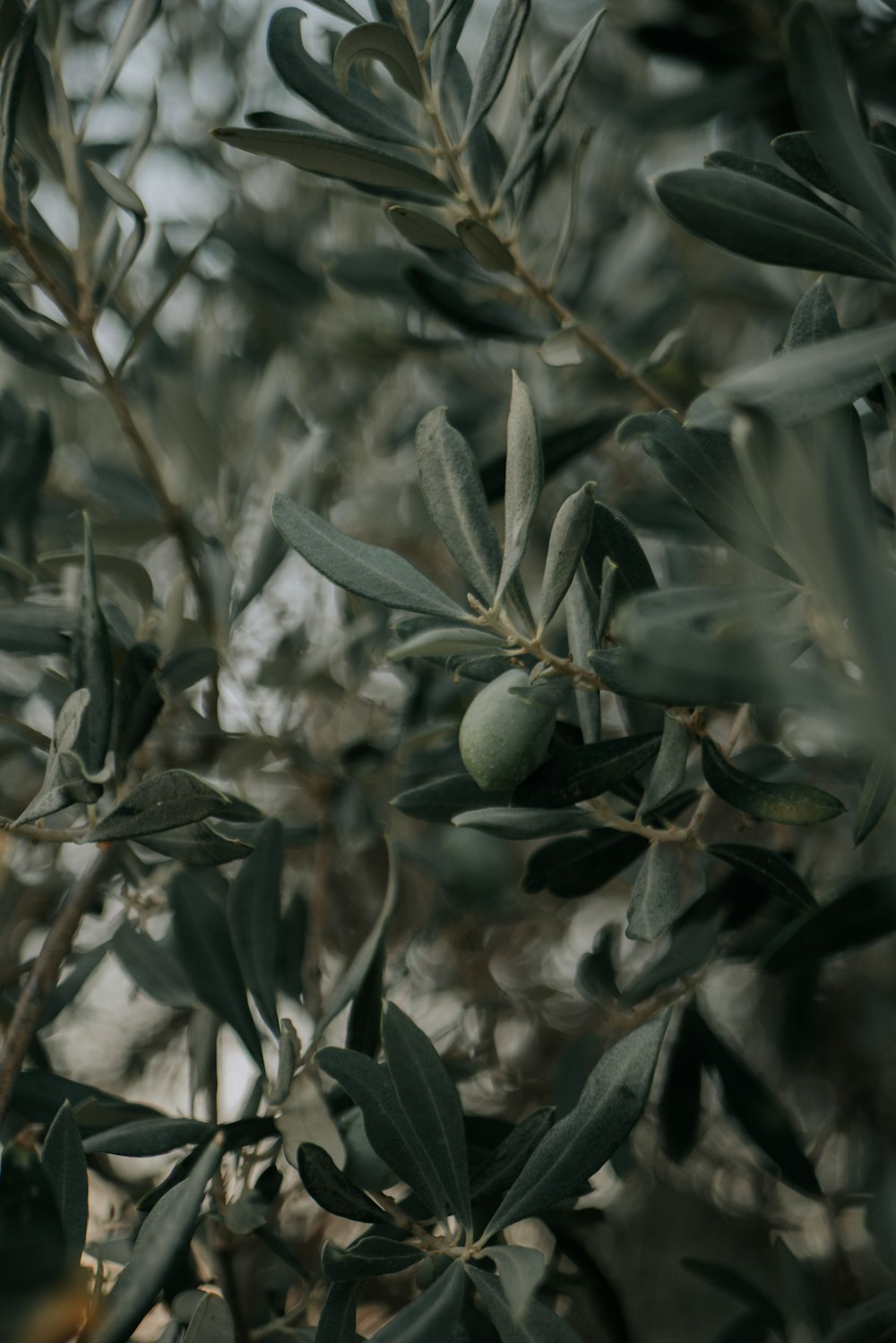 an olive tree with lots of green leaves